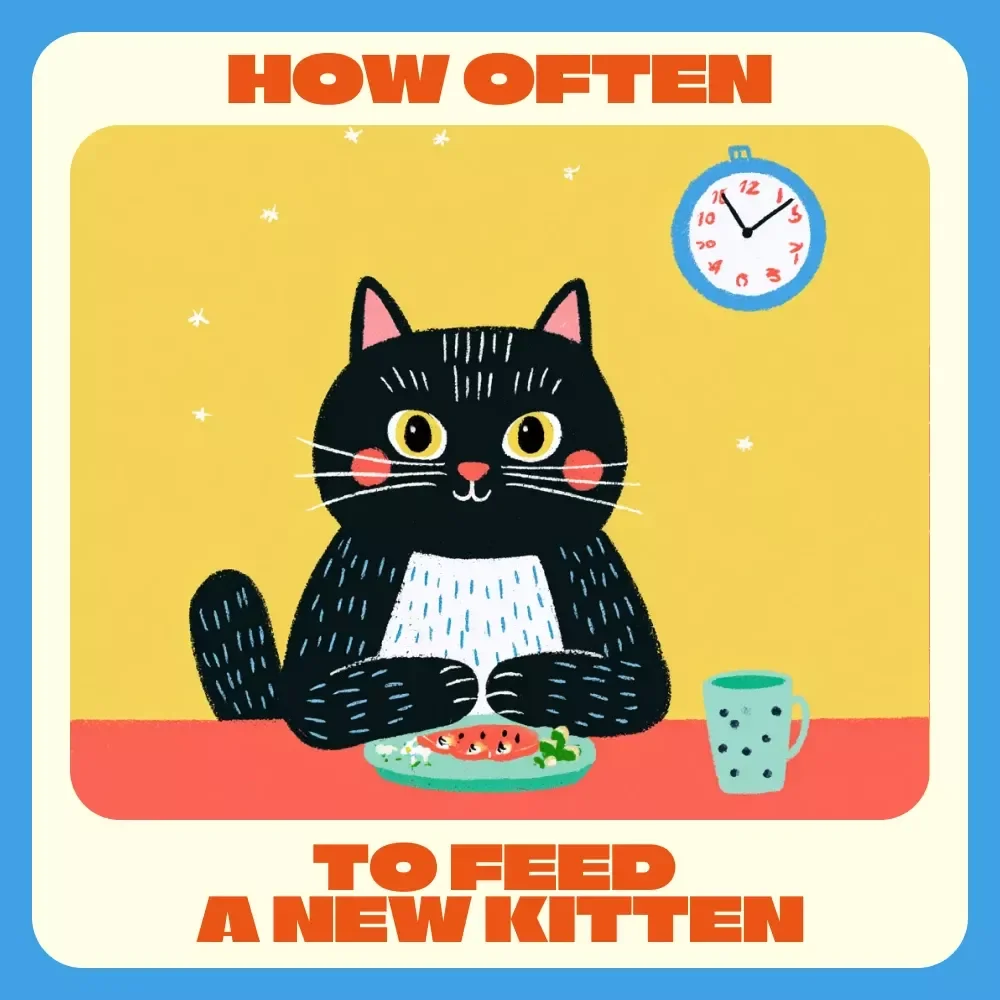 How Often to Feed a New Kitten | Complete Digital Guide for New Cat Owners | Kitten Feeding Schedule, Meal Planning & AI Tools for Smarter Pet Care