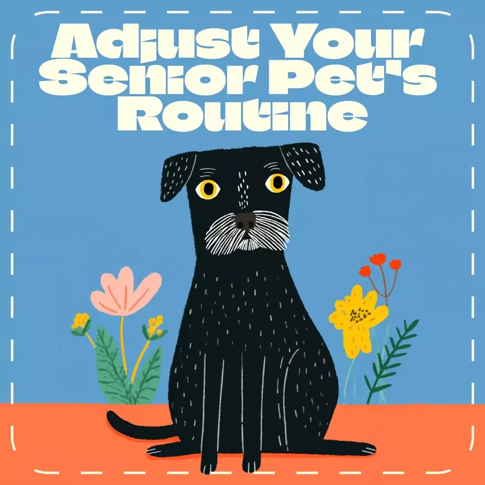 Adjust Your Senior Pet’s Routine for Health and Comfort | Senior Pet Care eBook | Digital Download Guide for Aging Pets, Dog & Cat Wellness, Pet Routine Adjustment Tips