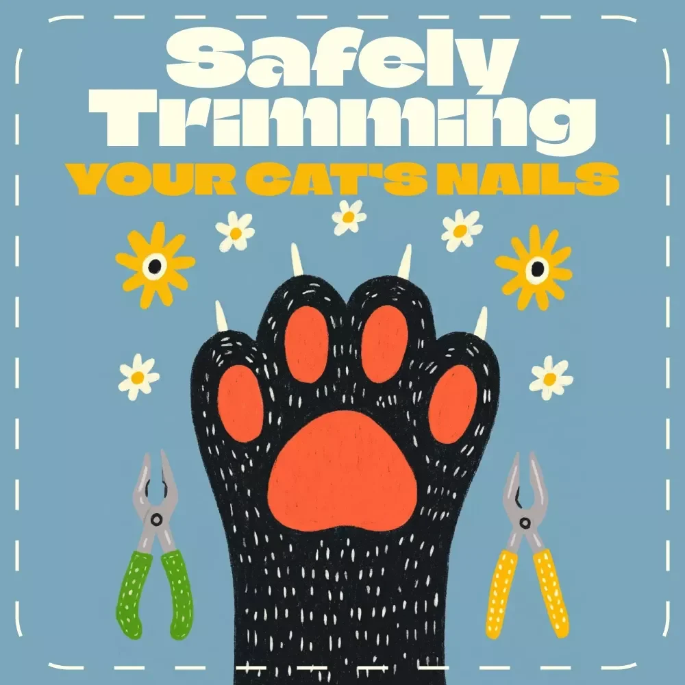 Safely Trimming Your Cat’s Nails | How to Trim Cat Nails Safely | Step-by-Step Cat Nail Trimming Guide for Pet Owners