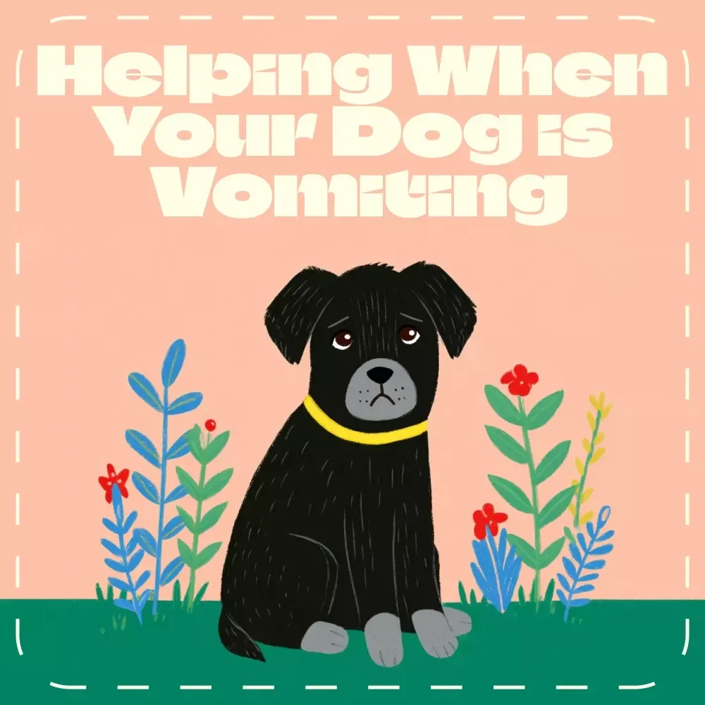 Helping When Your Dog is Vomiting | Dog Health eBook, Pet Care Guide, Digital Download for Dog Owners