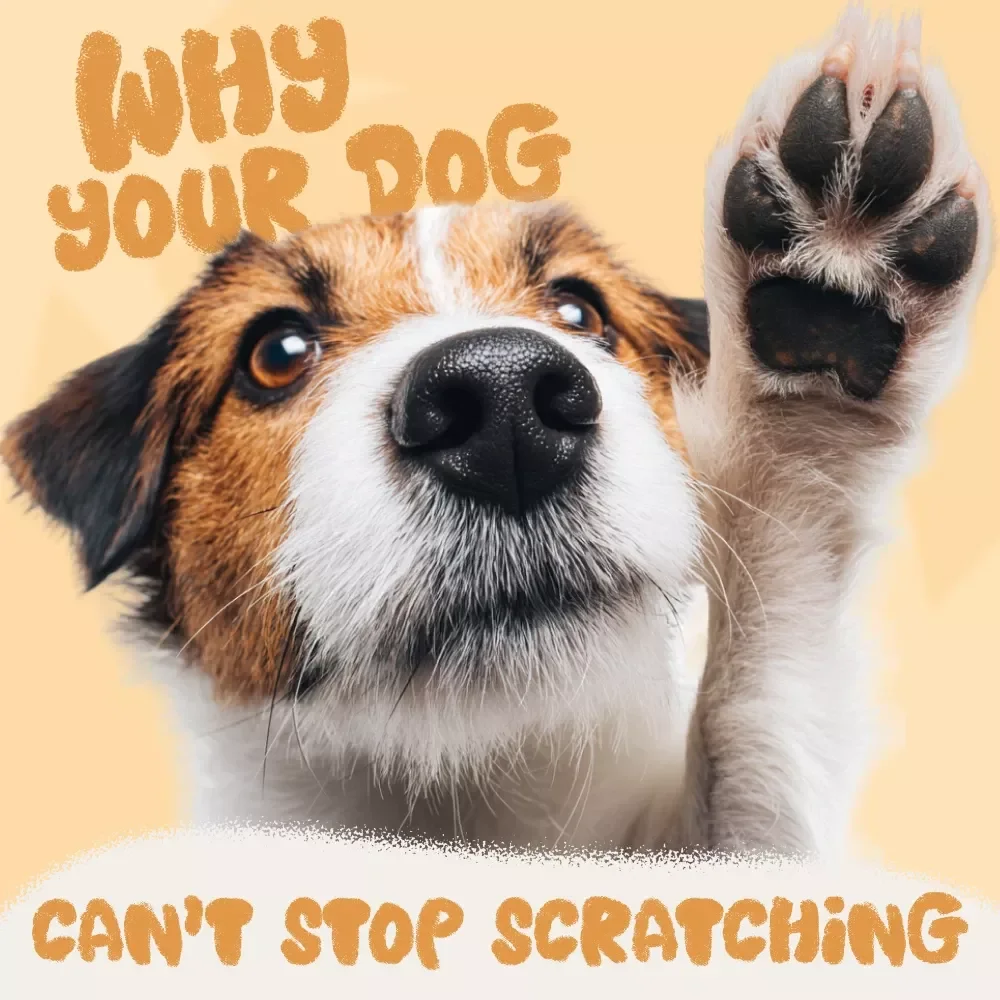 Itchy Mystery: Why Your Dog Can’t Stop Scratching and What You Can Do About It | Digital Dog Care Guide | Understanding, Diagnosing & Stopping Skin Itchiness Naturally | Perfect for Pet Owners Asking “why does my dog keep scratching its skin”