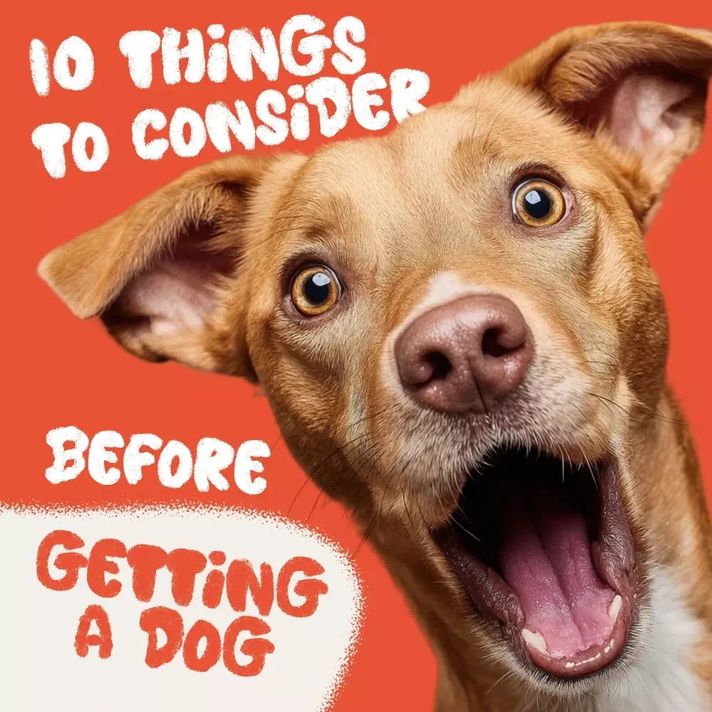 10 Things to Consider Before Getting a Dog - A Must-Have Checklist for Dog Parents