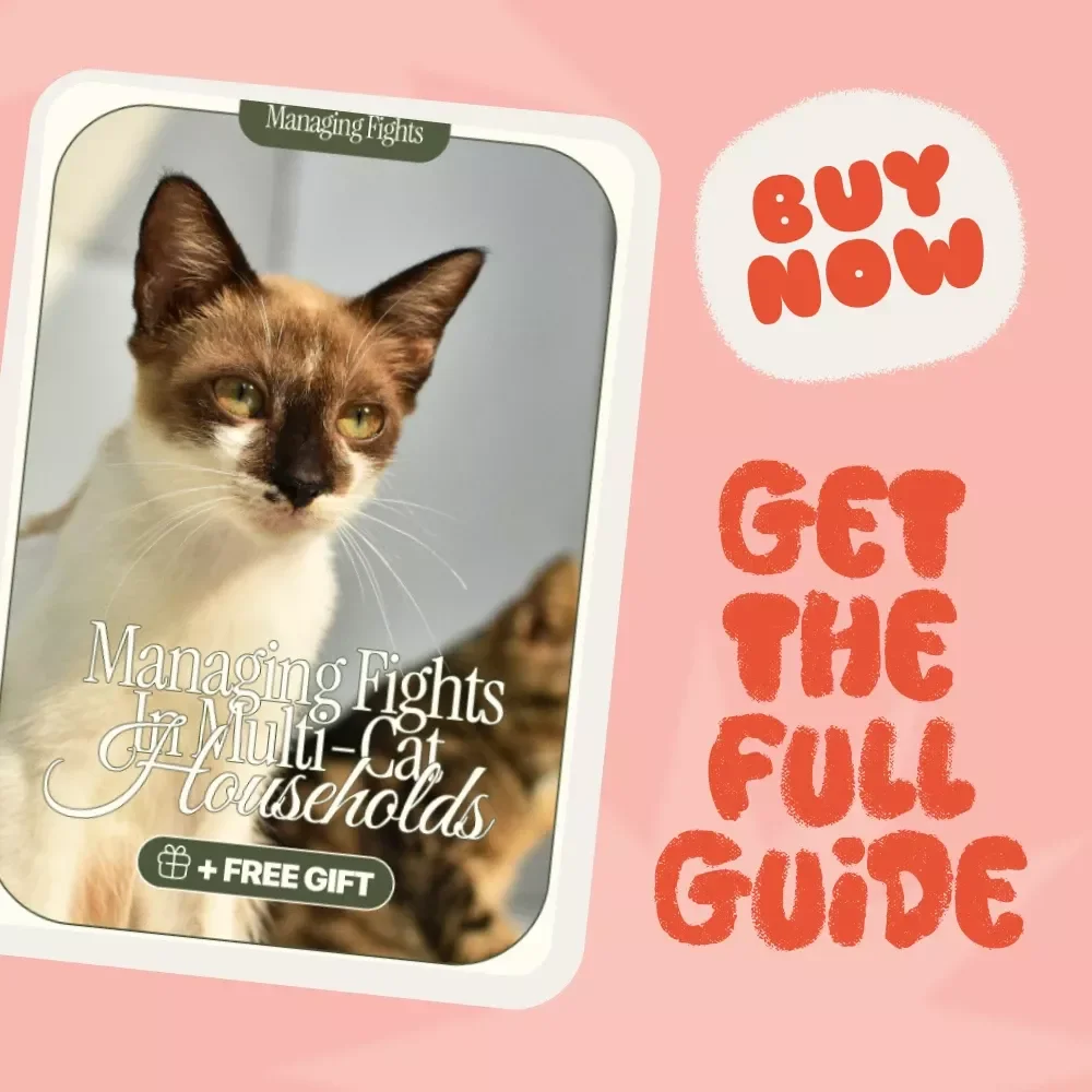 Managing Fights in Multi-Cat Households: How to Prevent and Handle Fights in Your Cat Family