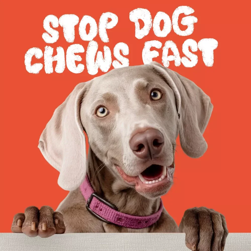 Stop Dog Chews Fast: The Ultimate Guide on What to Do When Your Dog Chews Furniture