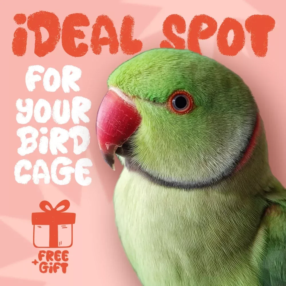 Finding the Ideal Spot for Your Bird Cage | Where Should You Place a Bird Cage | Complete Bird Cage Placement eBook Guide for Every Home