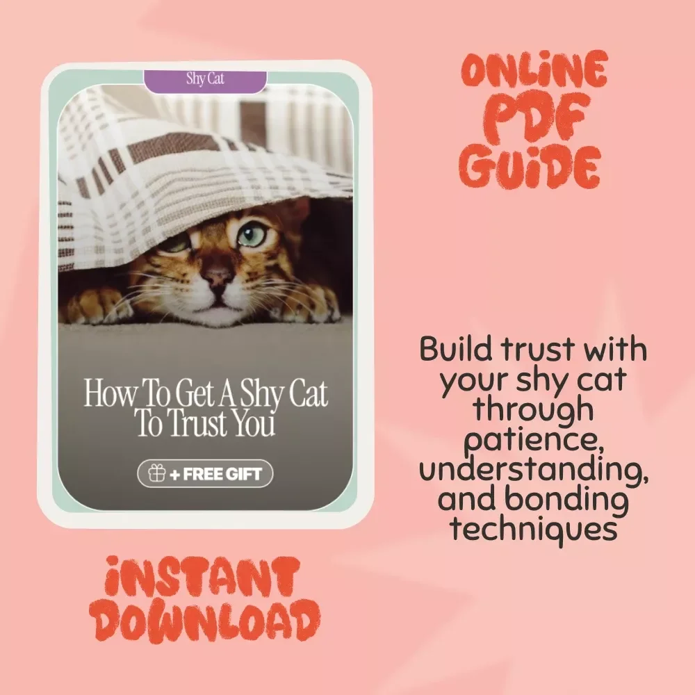 How to Get a Shy Cat to Trust You - A Step-by-Step Guide to Building a Bond with Your Cat