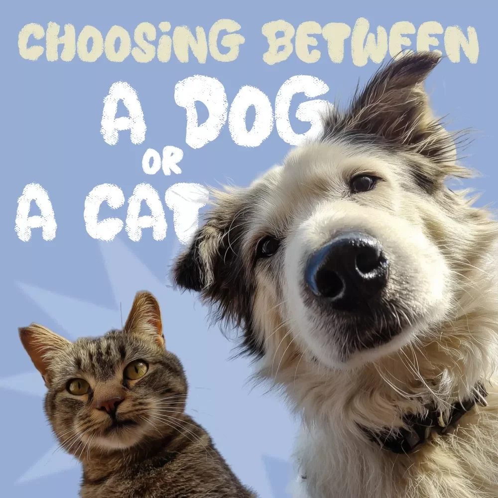 Choosing Between a Dog or a Cat - The Ultimate Pet Checklist for Your Perfect Match
