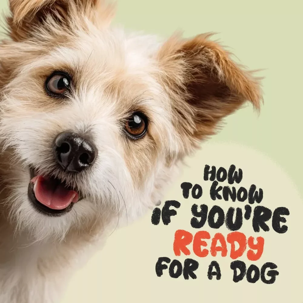 How to Know If You’re Ready for a Dog - A Complete Guide to Responsible Pet Ownership
