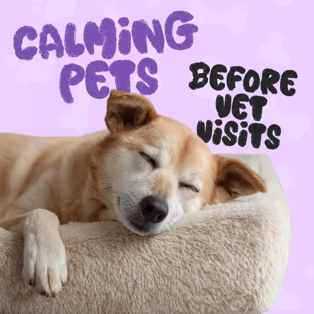 Zen Pets: Your Fun & Easy Checklist for Calming Pets Before Vet Visits | Printable Pet Anxiety Guide | Tips for Calming Pets Before Vet Visits