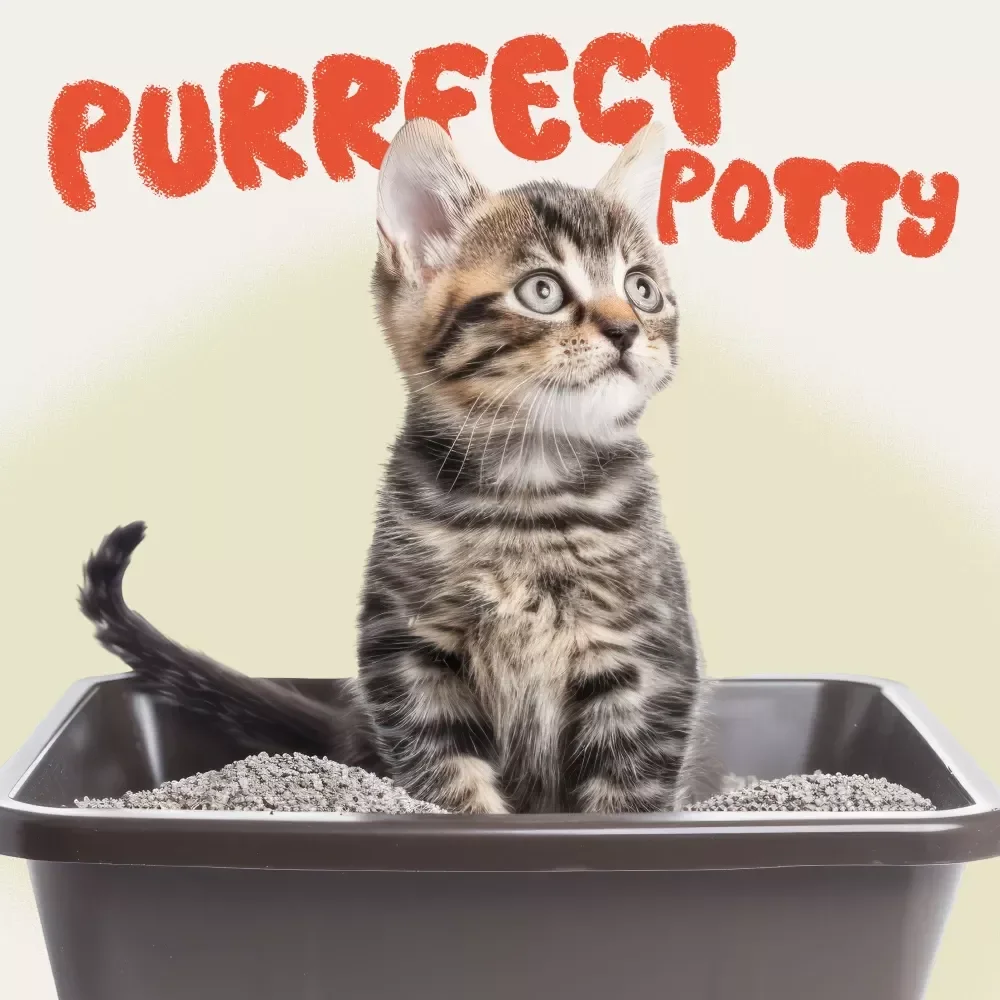 Purrfect Potty: The Fast Track to Litter Training Your Kitten - A Step-by-Step Guide to Successful Litter Training