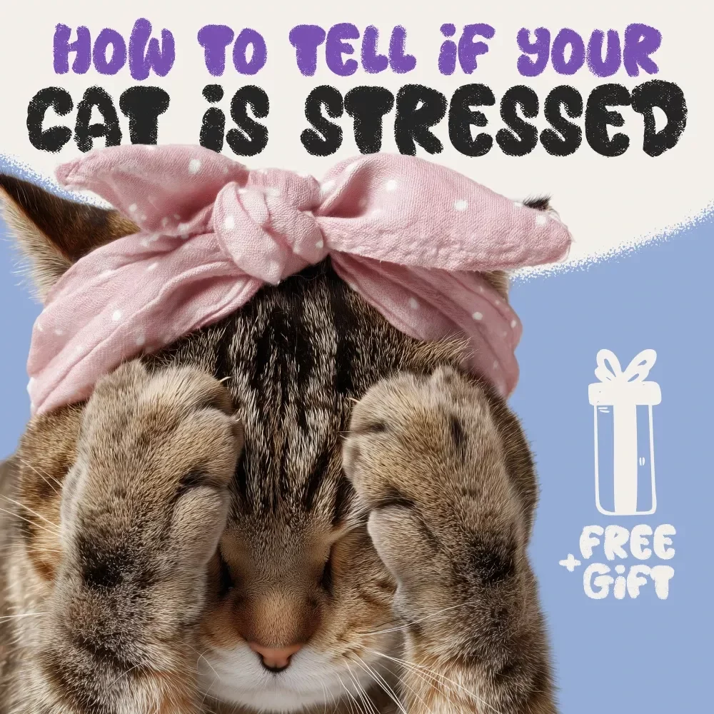 How to Tell if Your Cat is Stressed: The Ultimate Guide to Understanding and Reducing Cat Stress