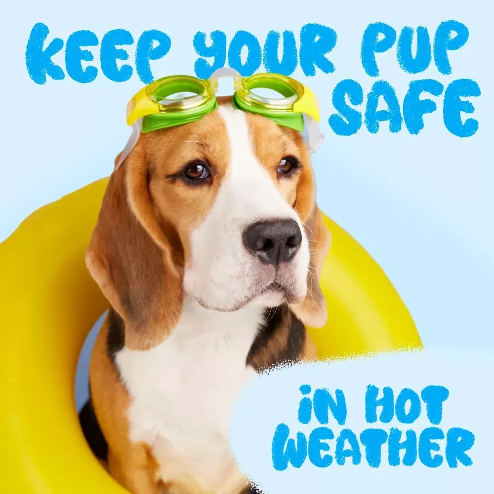 Tips to Keep Your Pup Safe in Hot Weather | Printable Pet Safety eBook | Summer Dog Care Guide | Heat Safety Tips for Dog Owners | Digital Download
