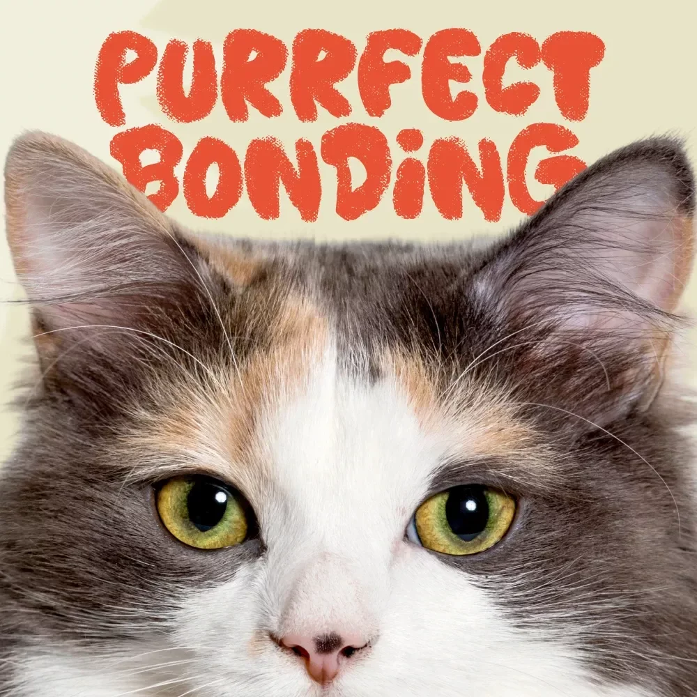 Purr-fect Bonding Checklist: How to Win Over Your New Cat - Ultimate Guide to Building a Strong Cat Relationship