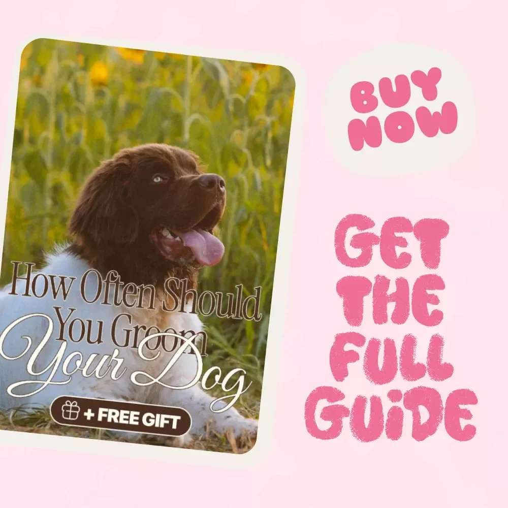 Paws and Polish: How Often Should You Groom Your Dog | Digital Guide for Pet Owners | Dog Grooming Schedule & Care Tips
