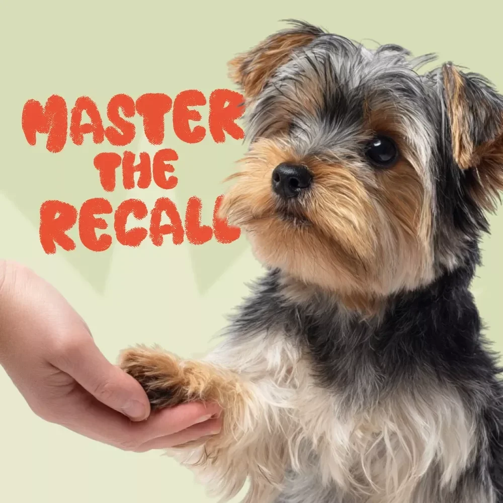 Master the Recall: Dog Training Checklist – Best Way to Train a Dog to Come When Called