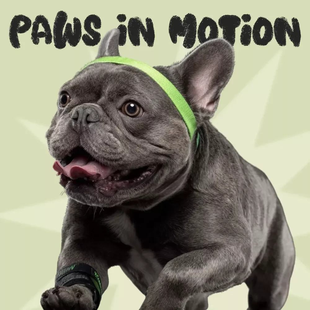 Paws in Motion: How to Make Your Daily Workout a Pet-Friendly Adventure - Tips for Including Pets in Your Daily Exercise Routine