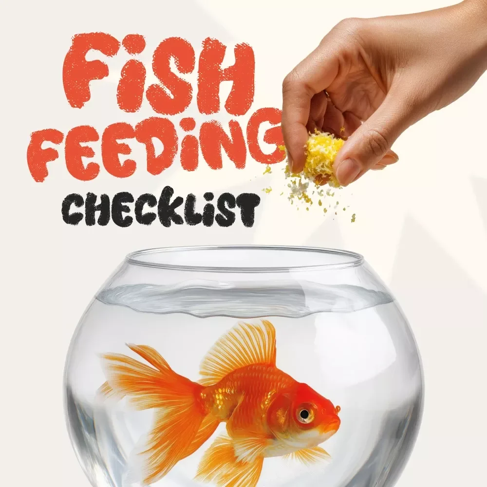 Fish Feeding Checklist – How Much Should You Feed Fish Daily? Complete Guide for Aquarium Care