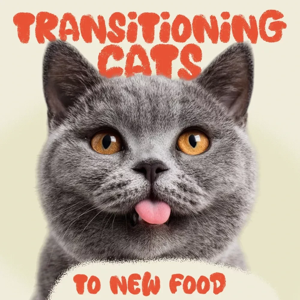 Safely Transitioning Cats to New Food | How to Transition Cats to New Food Safely | Comprehensive Cat Nutrition Ebook & Step-by-Step Guide