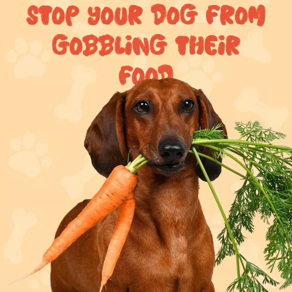 The “Slow Down, Speedy Pup!” Checklist: Stop Your Dog from Gobbling Their Food - A Helpful Guide for Slower, Healthier Mealtimes