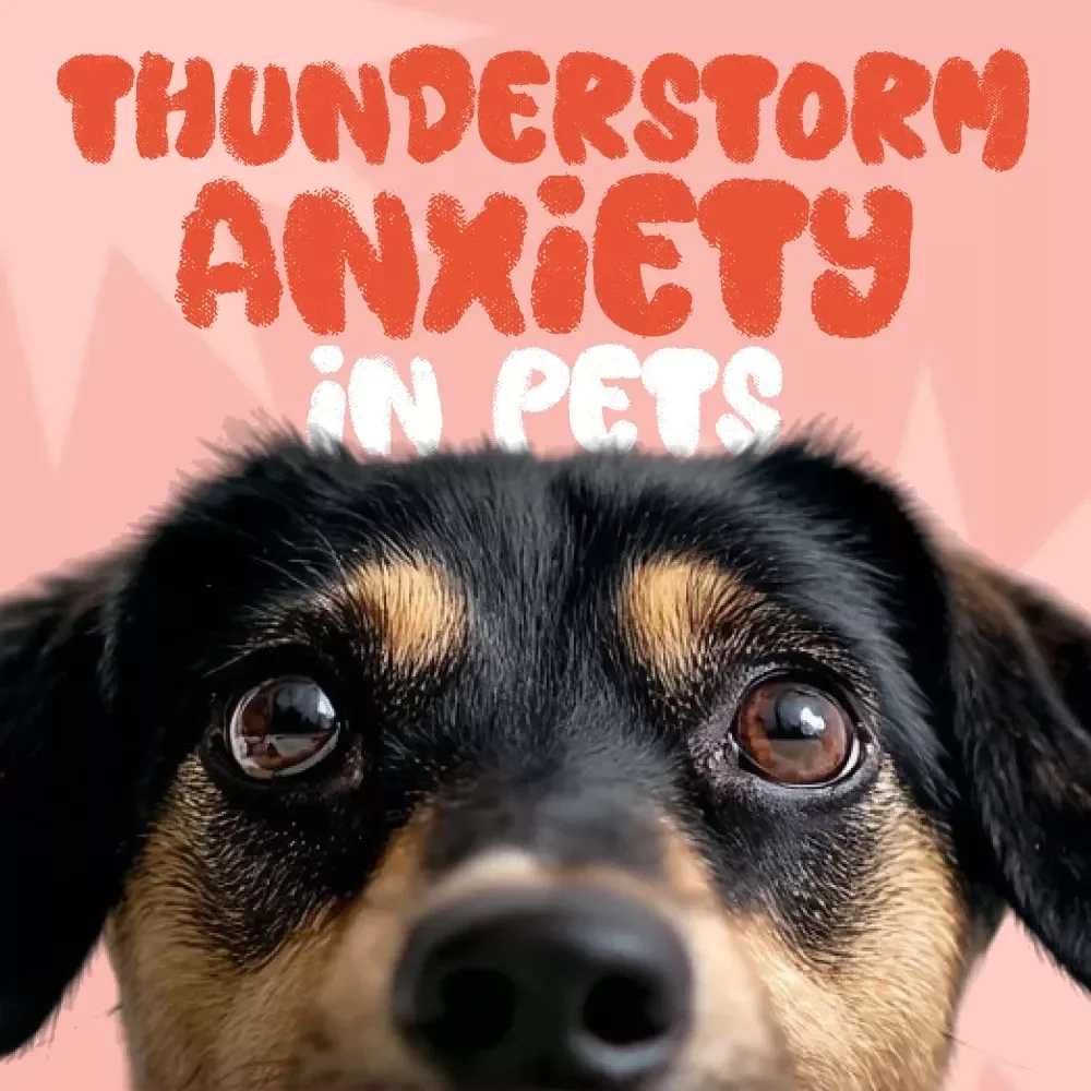 Thunderstorm Anxiety in Pets: Quick-Action Checklist | Instant Download Guide for Calming Dogs & Cats | What to Do When Pets Are Anxious During Thunderstorms | Printable Pet Care Aid for Storm Stress Relief