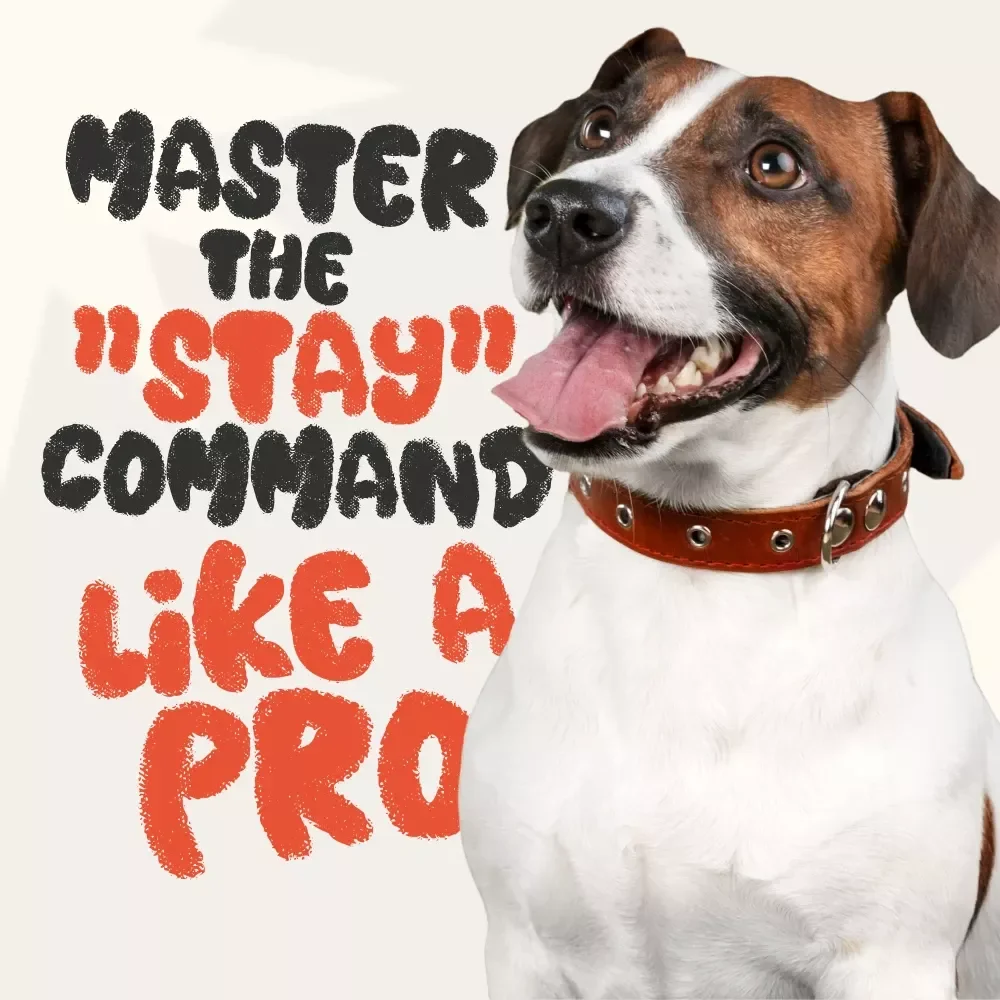 Master the “Stay” Command Like a Pro – Essential Checklist for Training Your Dog