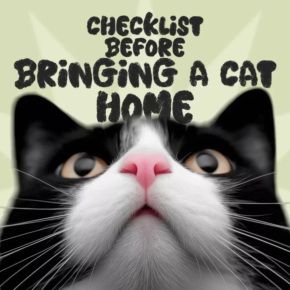 Checklist Before Bringing a Cat Home – What to Consider Before Getting a Cat