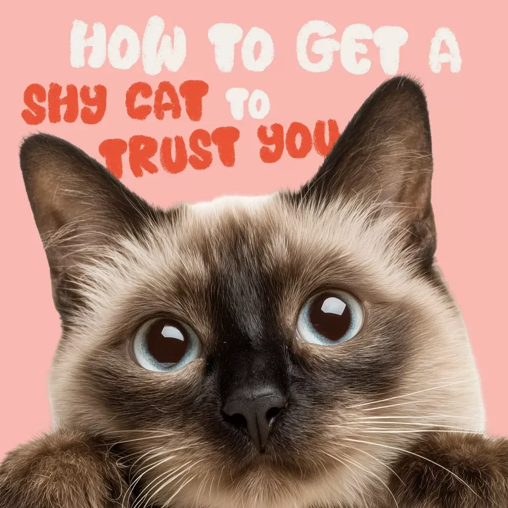 How to Get a Shy Cat to Trust You - A Step-by-Step Guide to Building a Bond with Your Cat