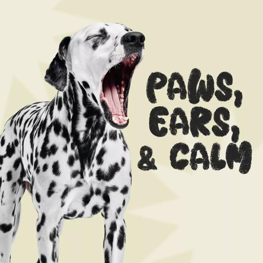 Paws, Ears, and Calm: Helping Pets Brave Loud Noises – A Pet Anxiety Guide for Stress-Free Living
