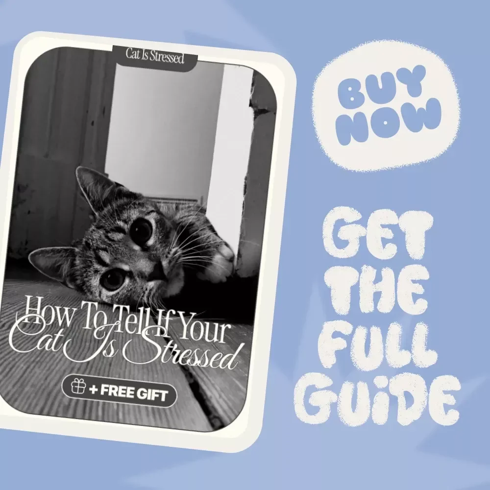 How to Tell if Your Cat is Stressed: The Ultimate Guide to Understanding and Reducing Cat Stress