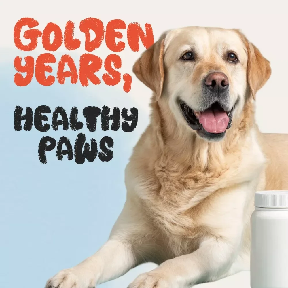 Golden Years, Healthy Paws: A Practical Guide to Supplements for Senior Dogs | Digital eBook for Pet Lovers | Dog Health & Wellness Guide | Senior Dog Care Checklist | Instant PDF Download