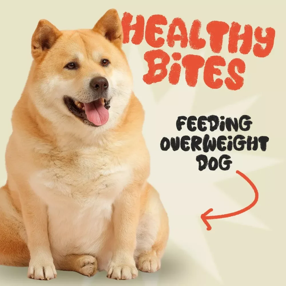 Healthy Bites: A Smart Guide to Feeding Your Overweight Dog Safely | Digital Download for Pet Owners | How to Feed an Overweight Dog Safely, Step-by-Step Nutrition & Care Plan