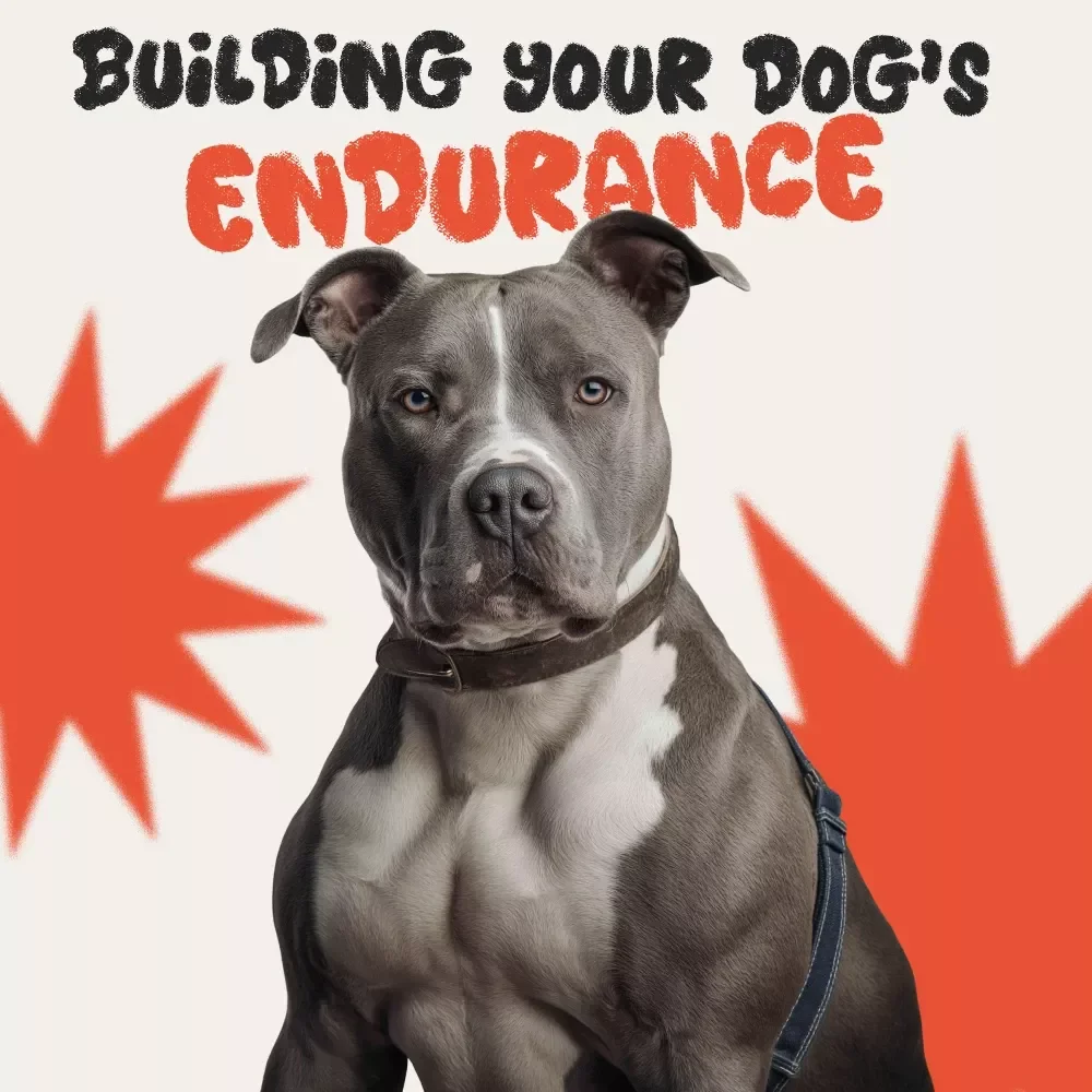 Secrets to Building Your Dog’s Endurance | Digital Guide for Pet Owners | Proven Tips for Increasing a Dog’s Endurance and Energy Naturally