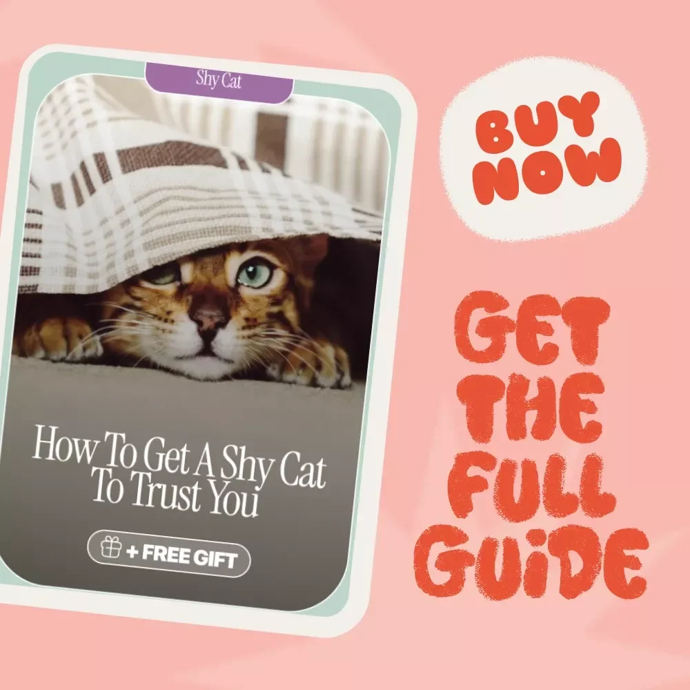 How to Get a Shy Cat to Trust You - A Step-by-Step Guide to Building a Bond with Your Cat