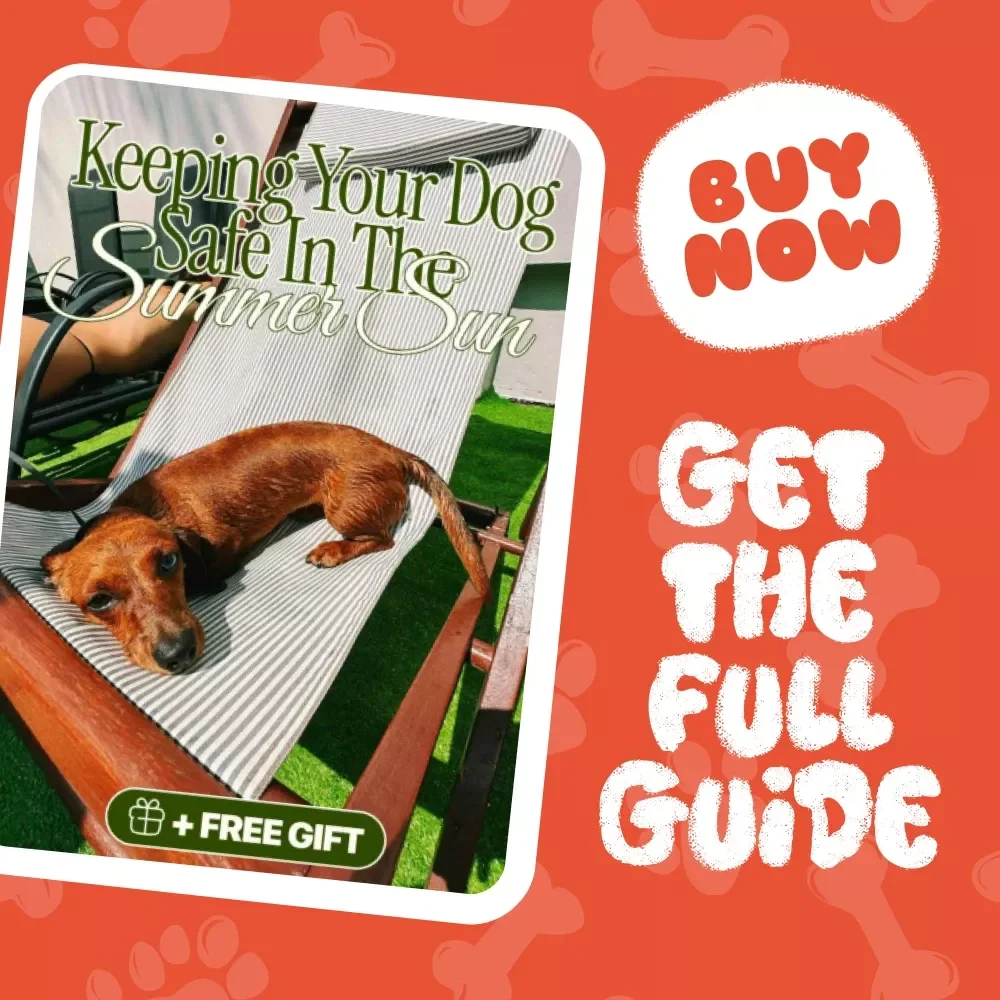 Keeping Your Dog Safe in the Summer Sun | Digital Download Guide for Dog Owners | Pet Safety eBook for Hot Weather, Paw Care, and Summer Walks
