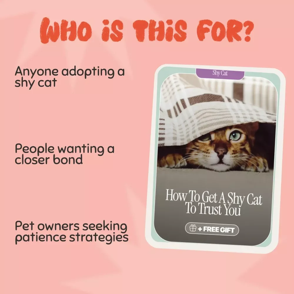 How to Get a Shy Cat to Trust You - A Step-by-Step Guide to Building a Bond with Your Cat