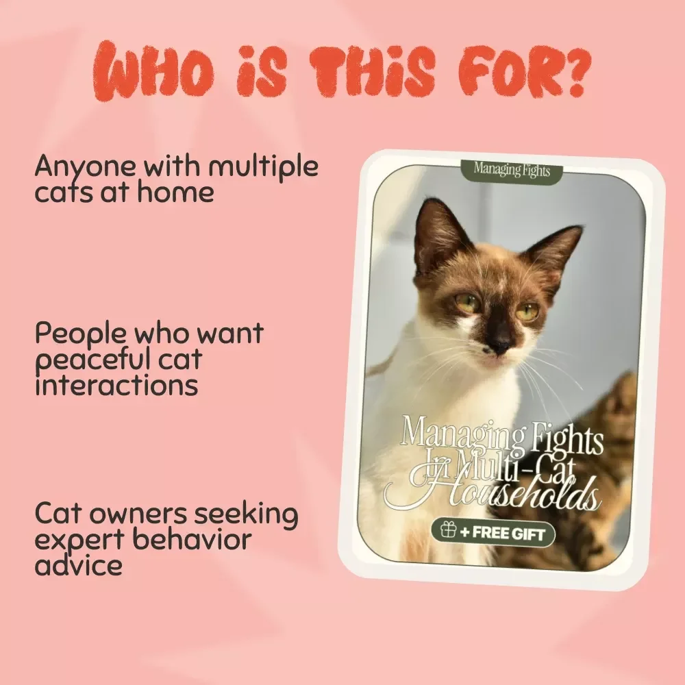 Managing Fights in Multi-Cat Households: How to Prevent and Handle Fights in Your Cat Family