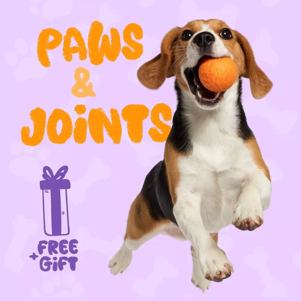 Paws & Joints: Your Fun Checklist to Spot Early Signs of Joint Pain in Pets