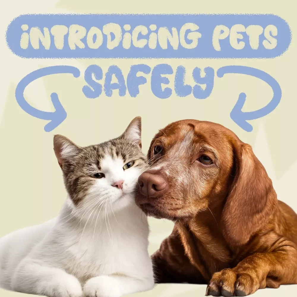 Checklist: Best Way to Introduce Pets to Each Other Safely – Step-by-Step Guide for a Smooth and Happy Introduction