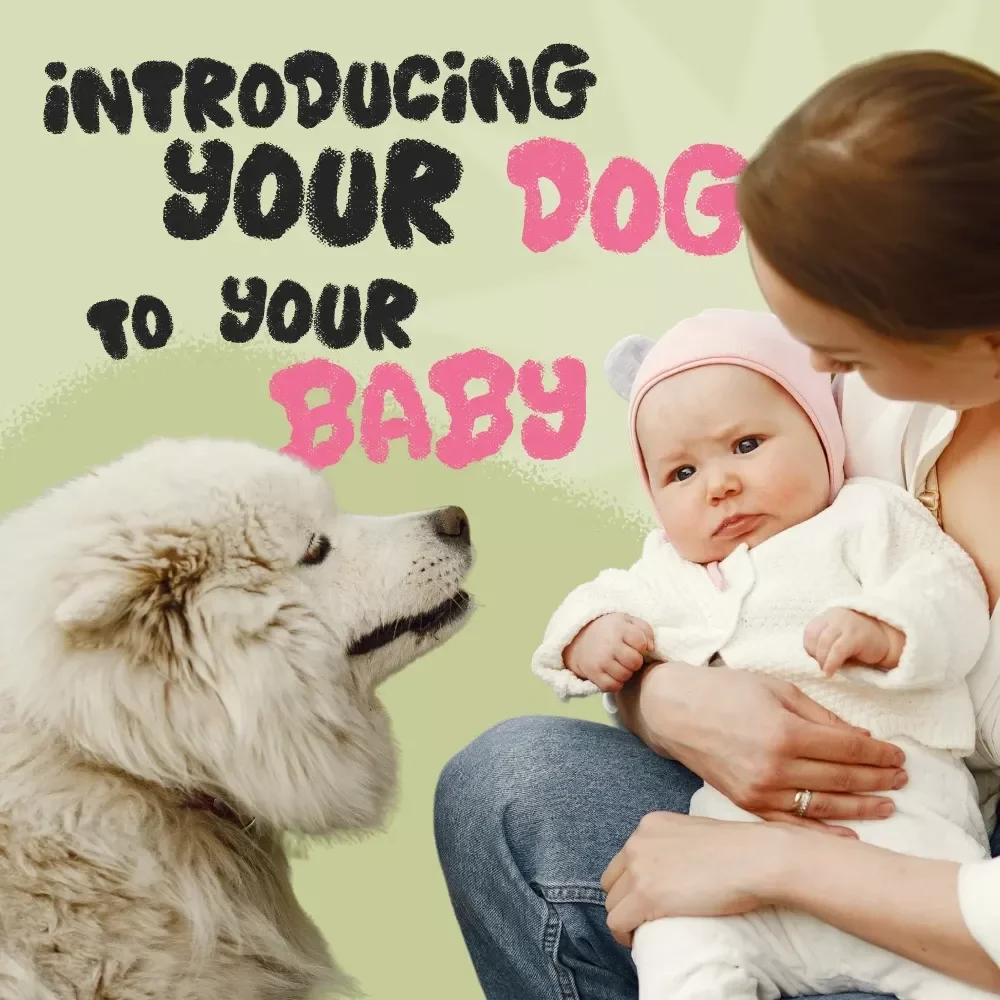 The Checklist for Introducing Your Dog to Your Baby | Printable Dog & Baby Introduction Guide | How to Introduce a Dog Safely to a Baby | New Parents Pet Safety Checklist