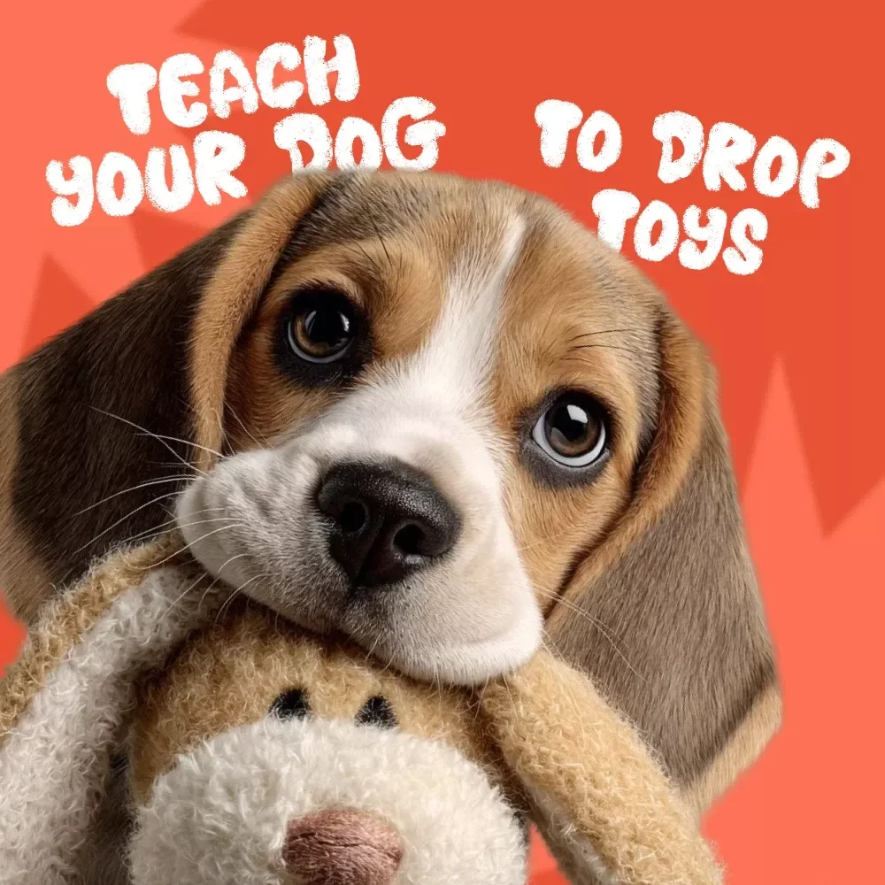 The Checklist to Teach Your Dog to Drop Toys - Best Way to Teach Your Dog to Drop Toys
