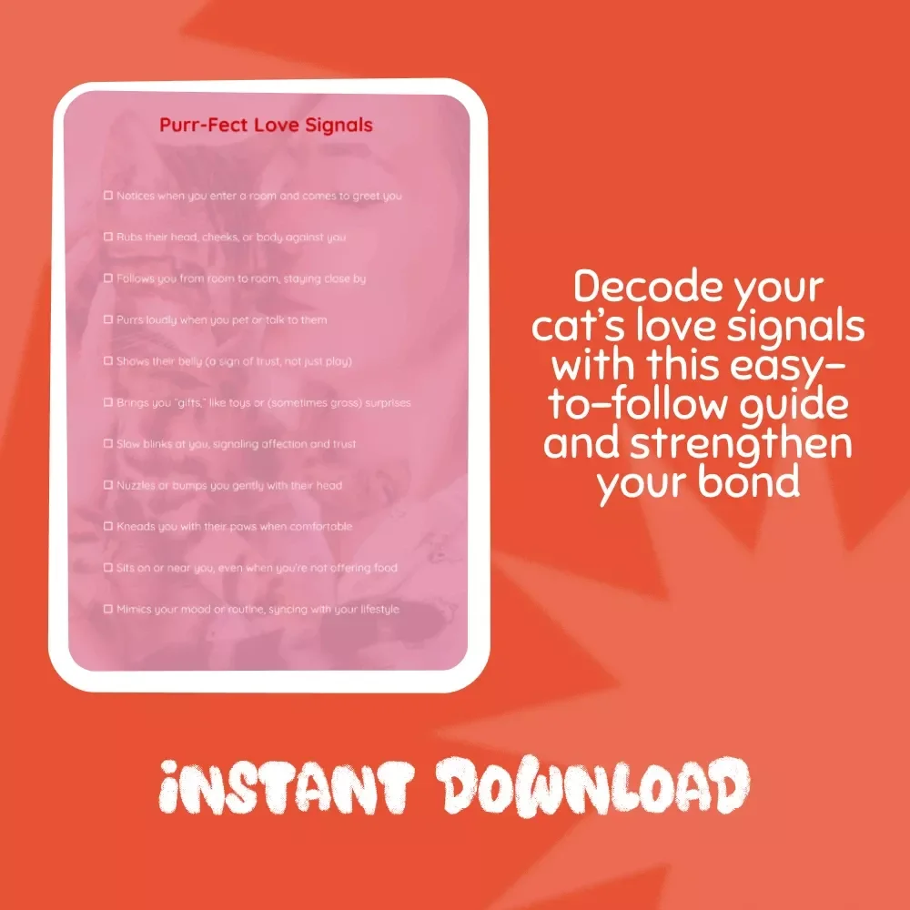 Purr-Fect Love Signals: A Checklist for Understanding Your Cat’s Affection