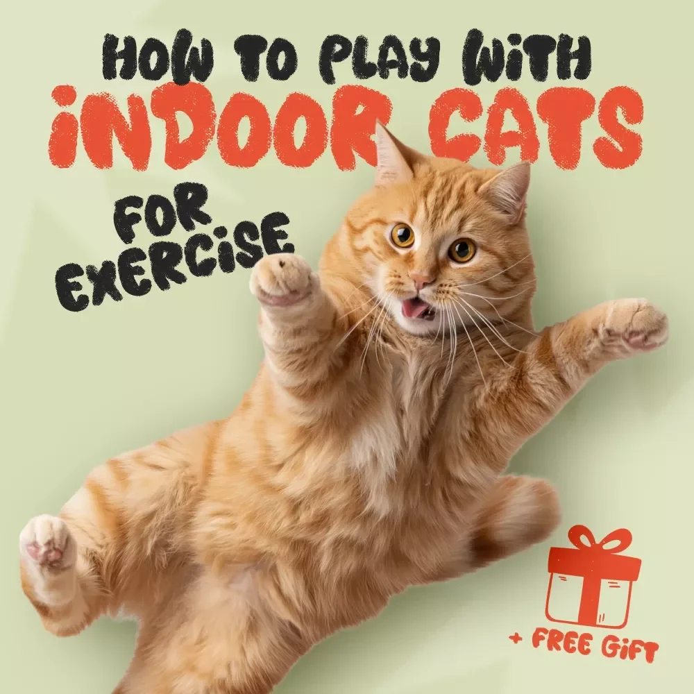 How to Play with Indoor Cats for Exercise: Fun & Easy Checklist to Keep Your Cat Active
