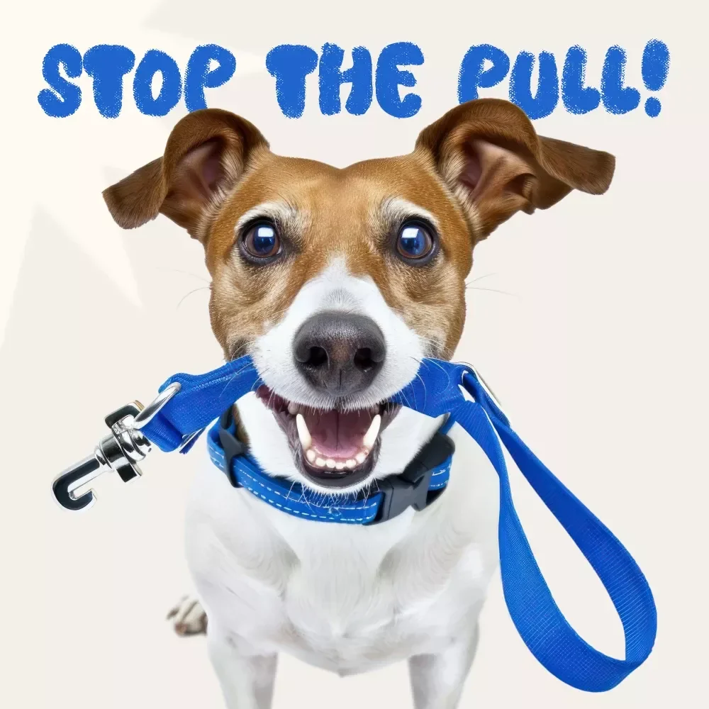 Stop the Pull! Ultimate Guide to Teaching Your Dog to Walk on a Leash – eBook & Printable Checklist for Loose-Leash Training