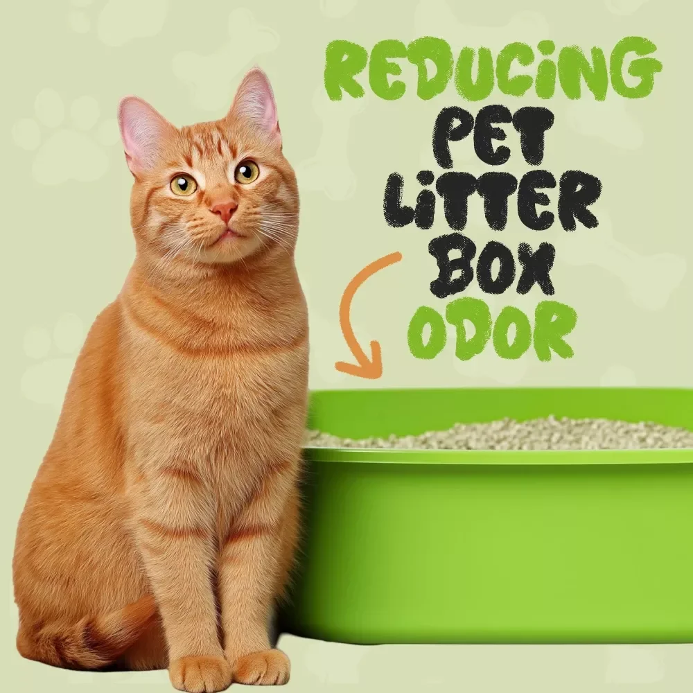 Reducing Pet Litter Box Odor: Expert Tips for a Fresh Home