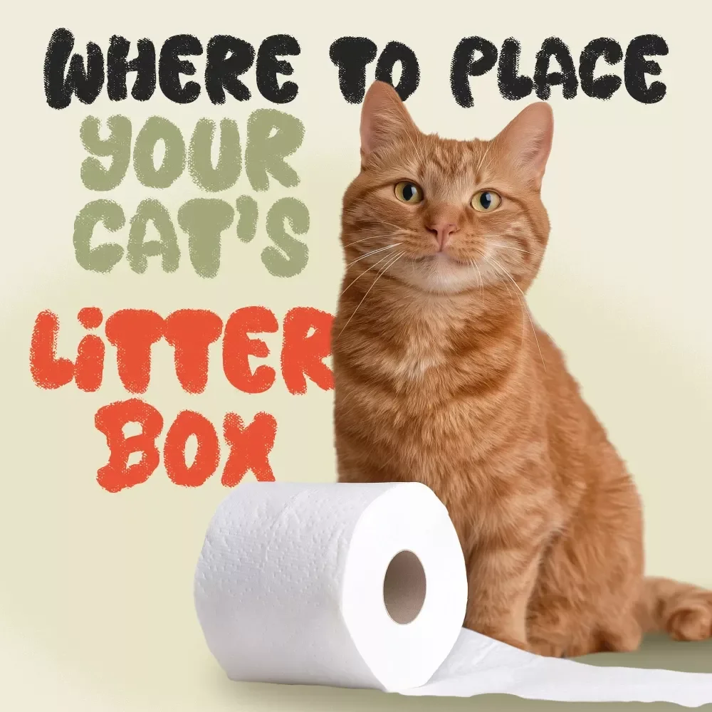 Where to Place Your Cat’s Litter Box: The Ultimate Guide to Optimal Cat Hygiene and Home Harmony