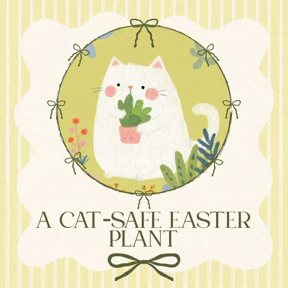 A Cat-Safe Easter Plant: Your Essential Guide to Non-Toxic Easter Plants for Cats — video