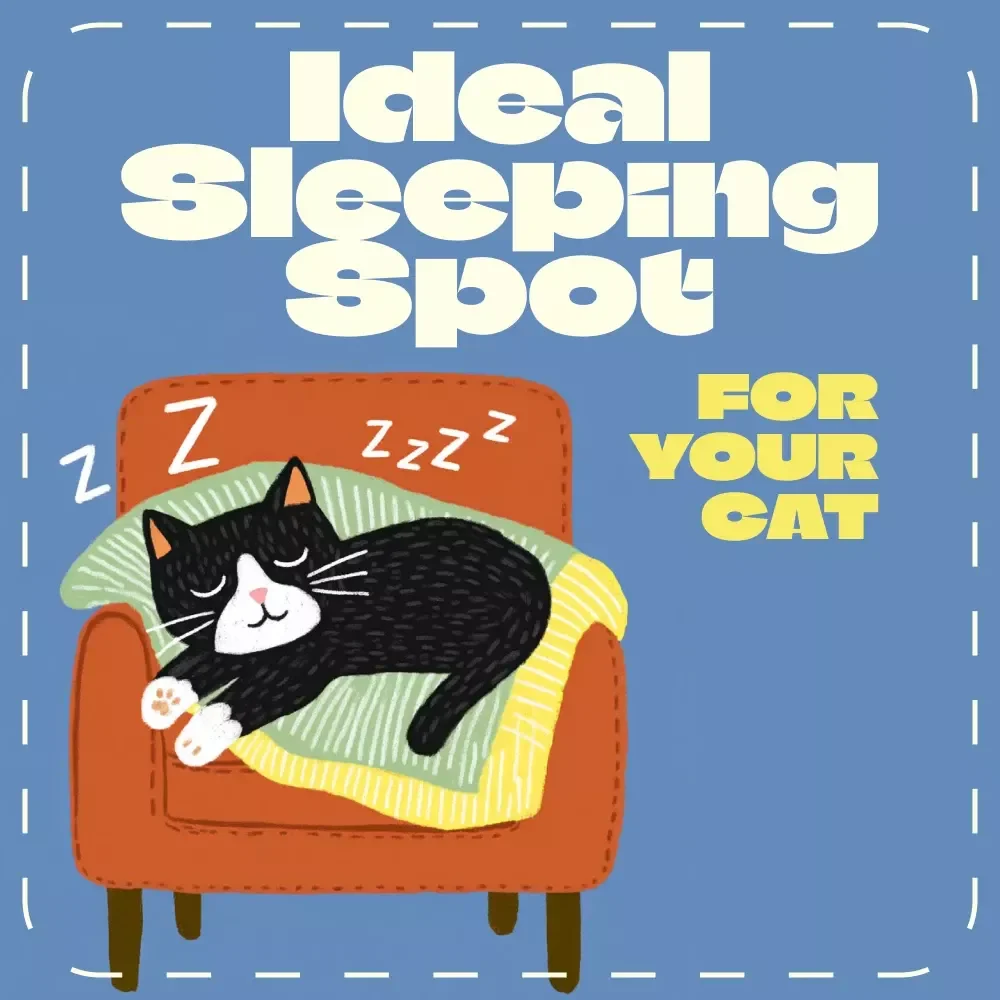 Catnap Haven: Choosing Your Cat’s Ideal Sleeping Spot | Ultimate Guide to the Best Place for a Cat to Sleep | Digital eBook for Cat Lovers — video